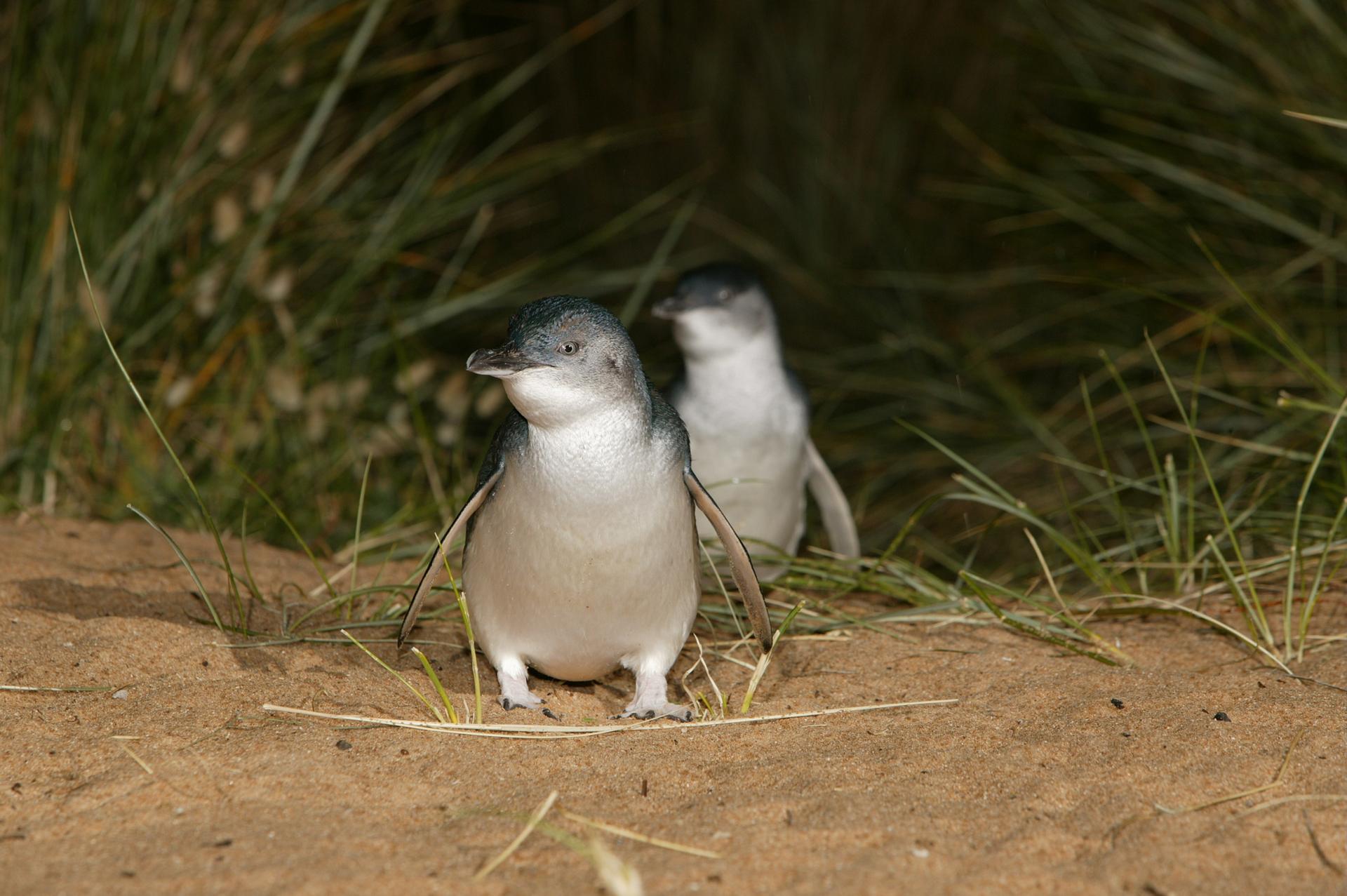 Melbourne: Phillip Island 1-Day Tour